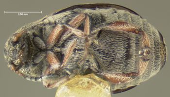 Media type: image;   Entomology 8209 Aspect: habitus ventral view